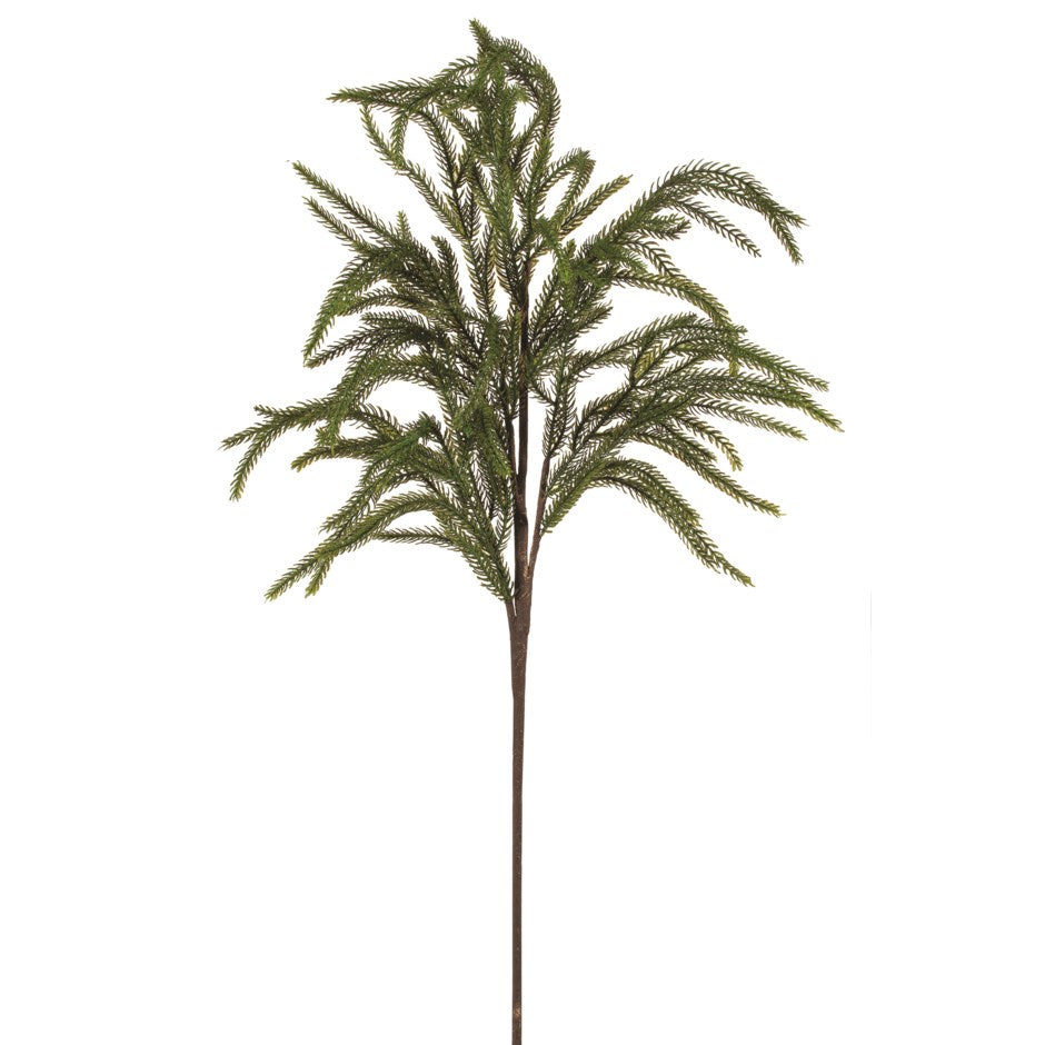Norfolk Pine Pick
