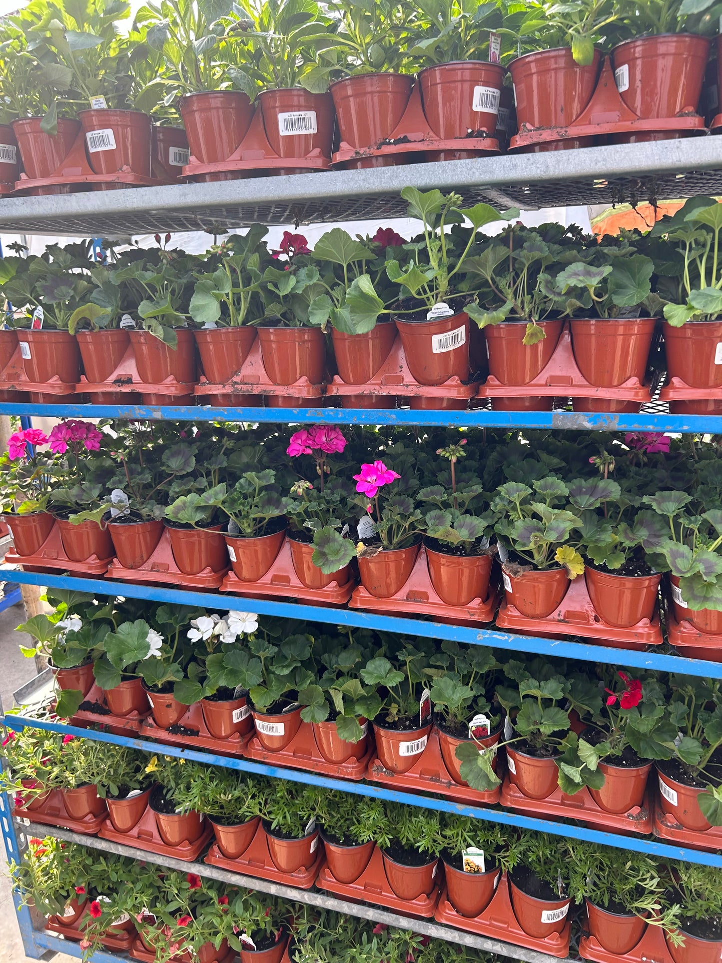 4” Annuals