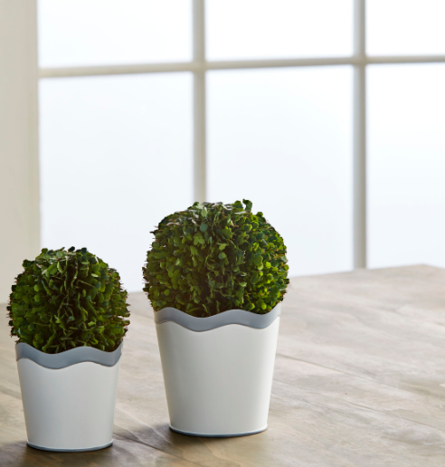 Scallop Pot Boxwood