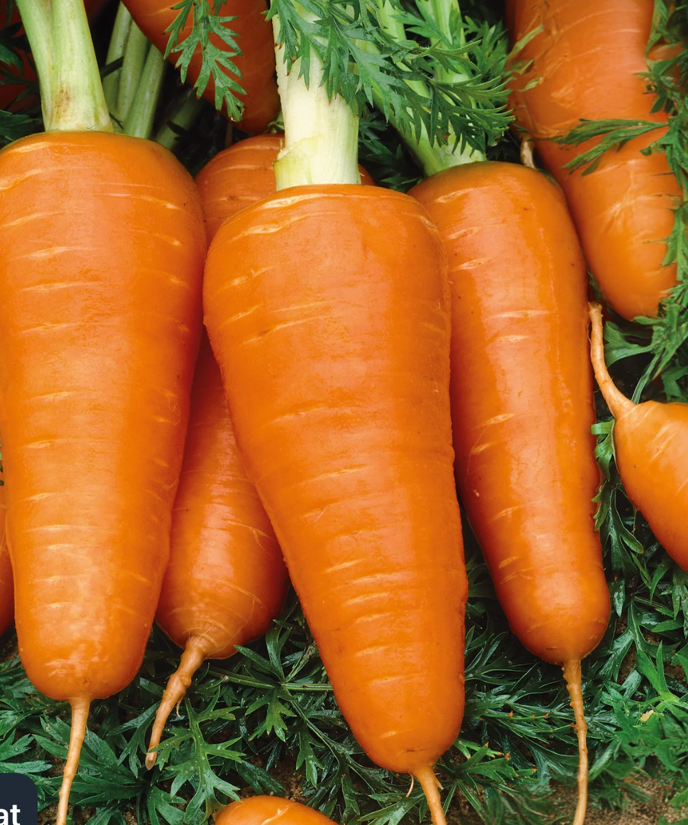 Gaze Best Selling Seeds