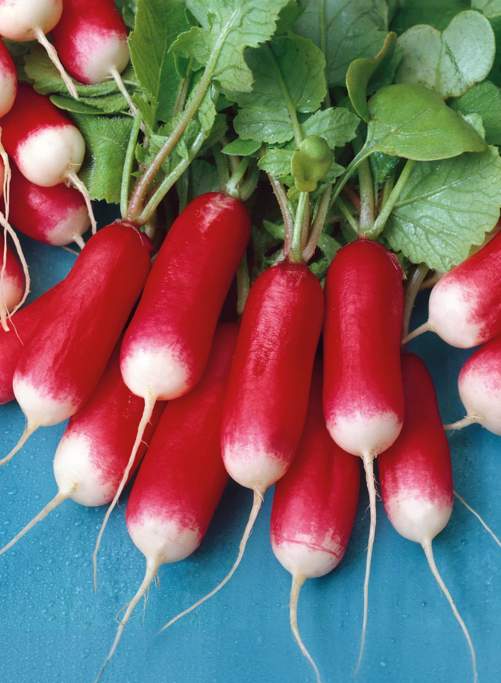 Gaze Best Selling Seeds