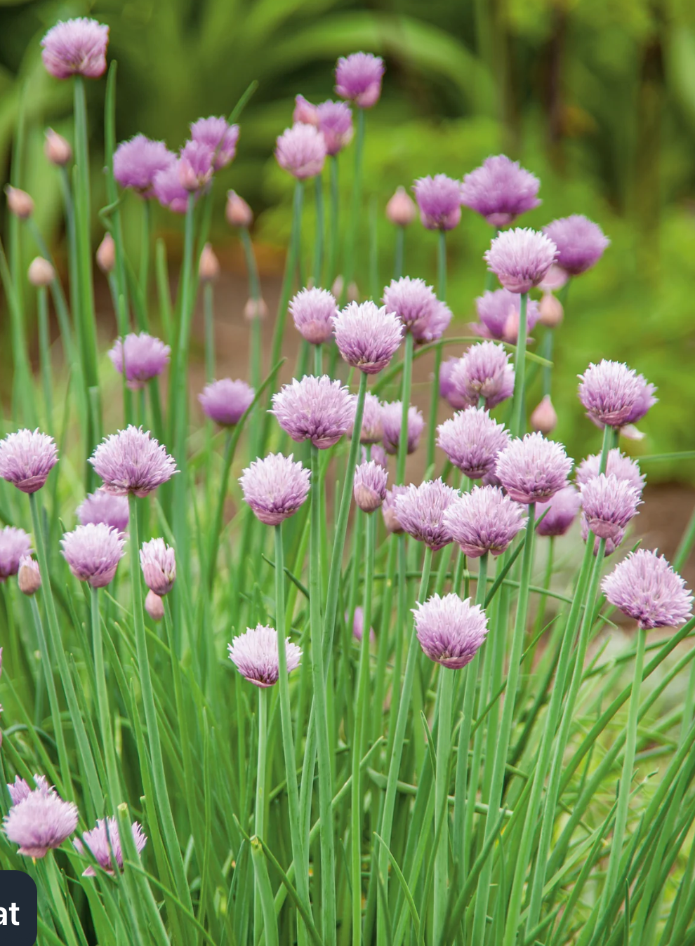 Gaze Best Selling Seeds