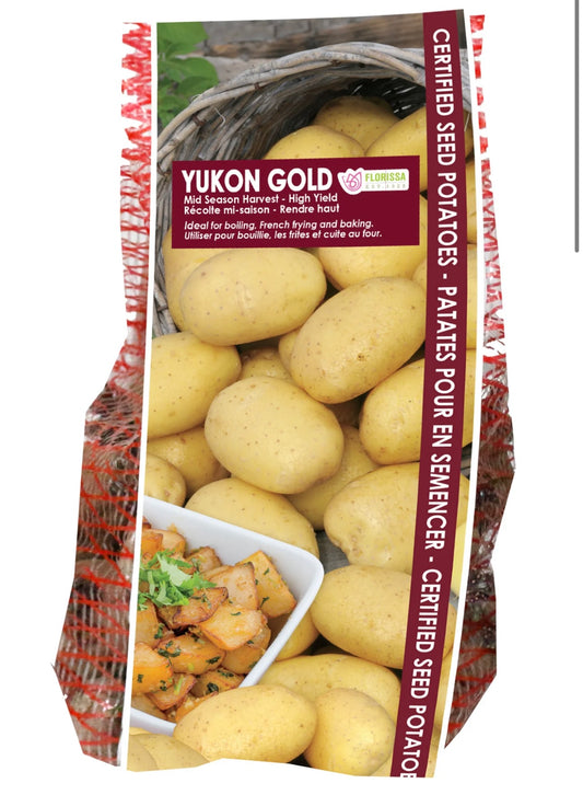 Yukon Gold Seed Potatoes 2KG