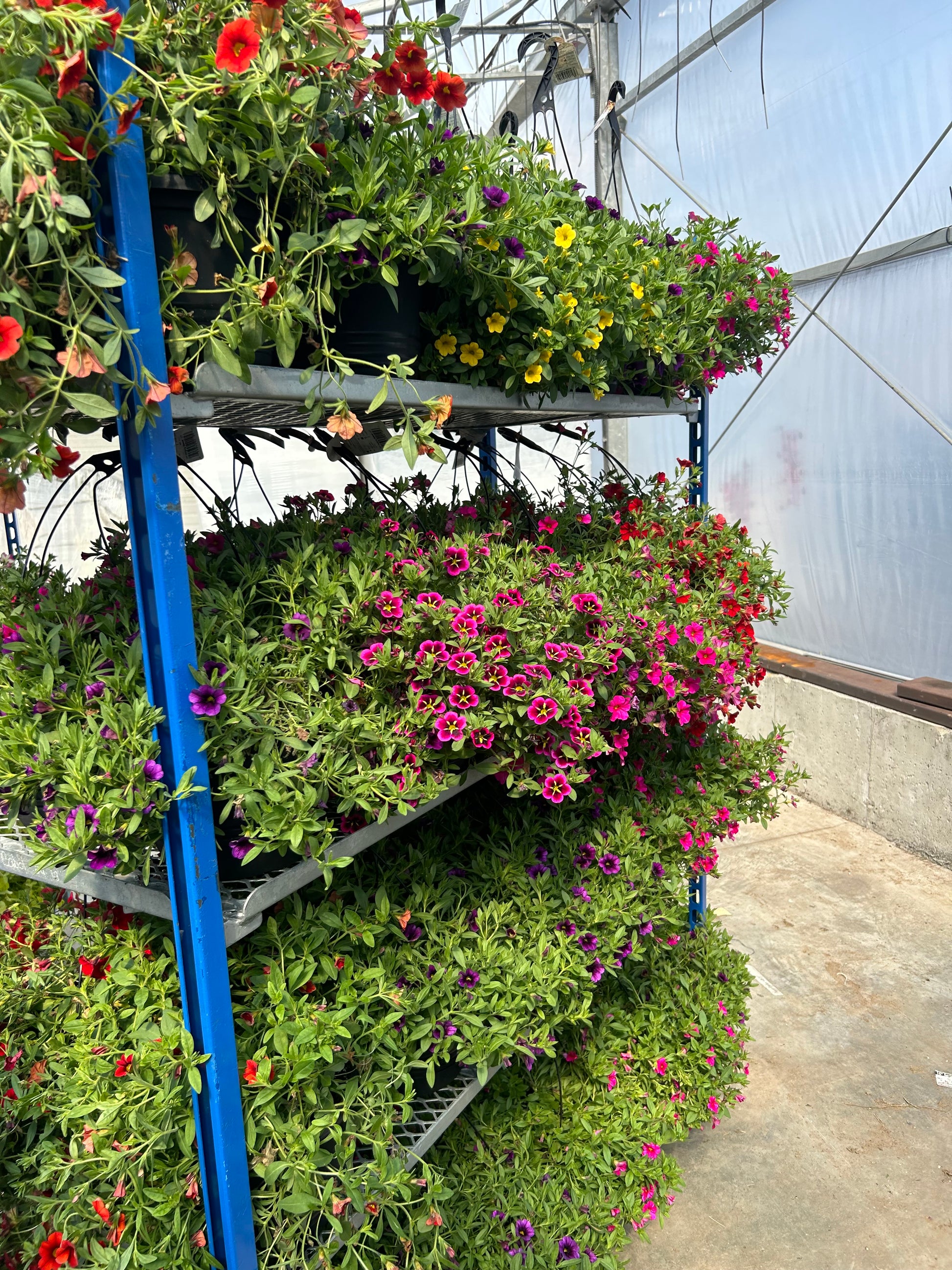 hanging basket plants for bees 10” Hanging Basket ASST – Honey Bees Floral