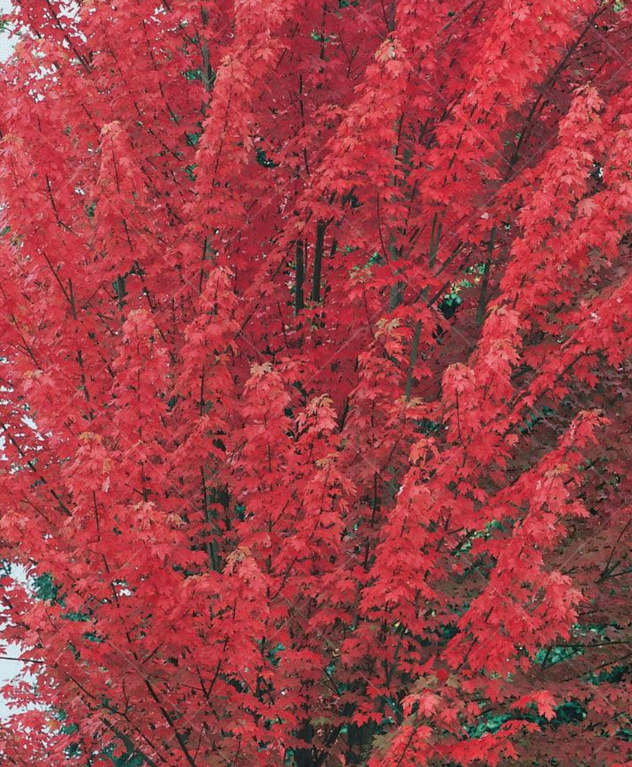 Autumn Blaze Freeman Maple 7G