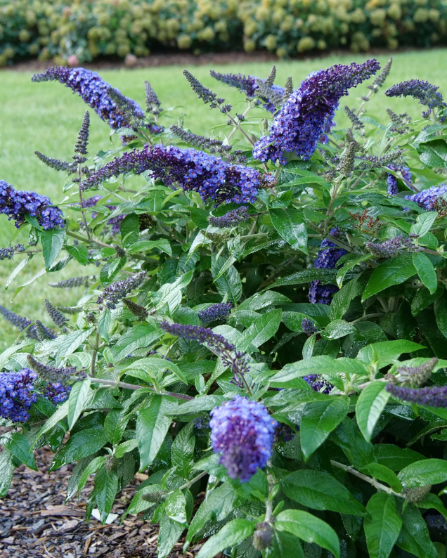 Pugster Blue Butterfly Bush 2G
