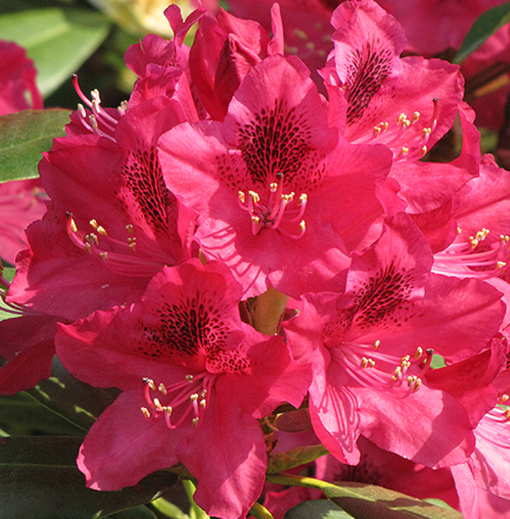 Nova Zembla Rhododendron 3G