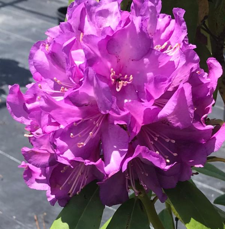 Purple Passion Rhododendron 2G