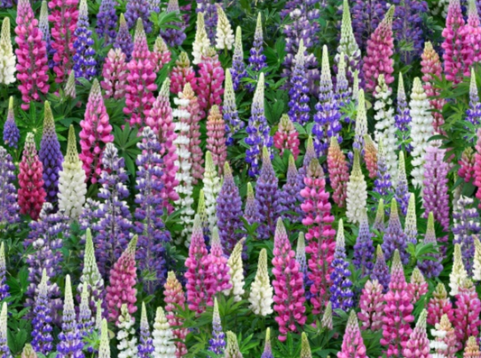 Lupines