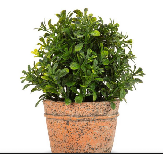 Boxwood In Terracotta