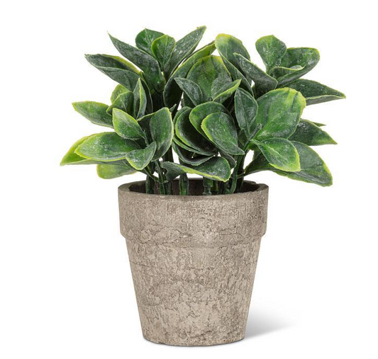 Spade Leaf Plant W/Pot