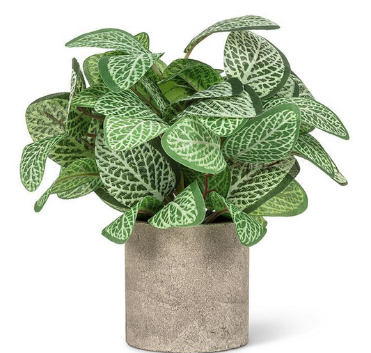 Vareigated Leaf Plant W/Pot