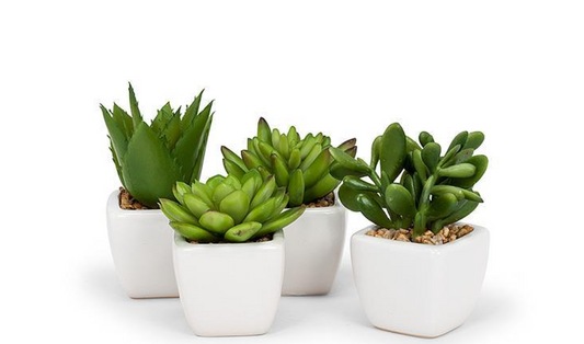 Succulent W/White Pot