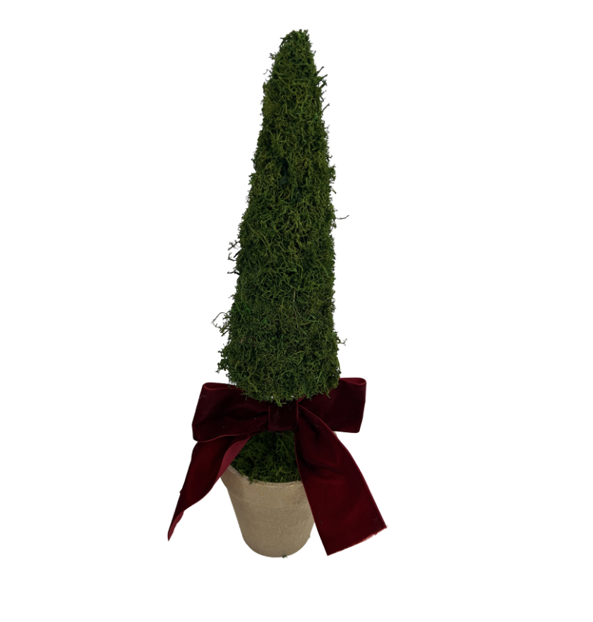 Moss Cone Tree In Pot W/Bow