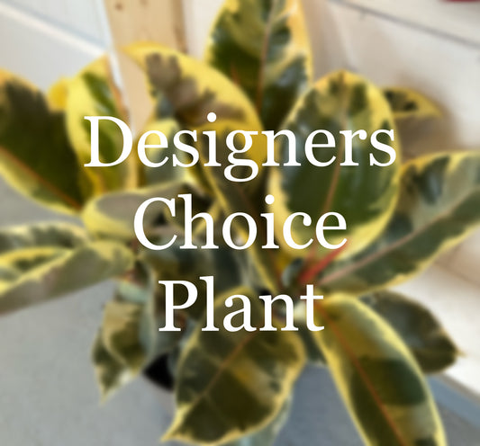Designers Choice Plant