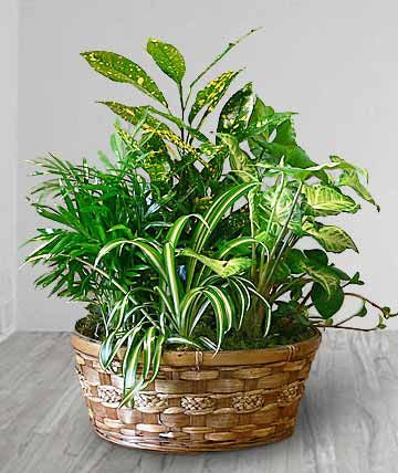 Tropical Plant Basket